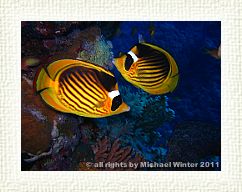 Racoon Butterflyfish